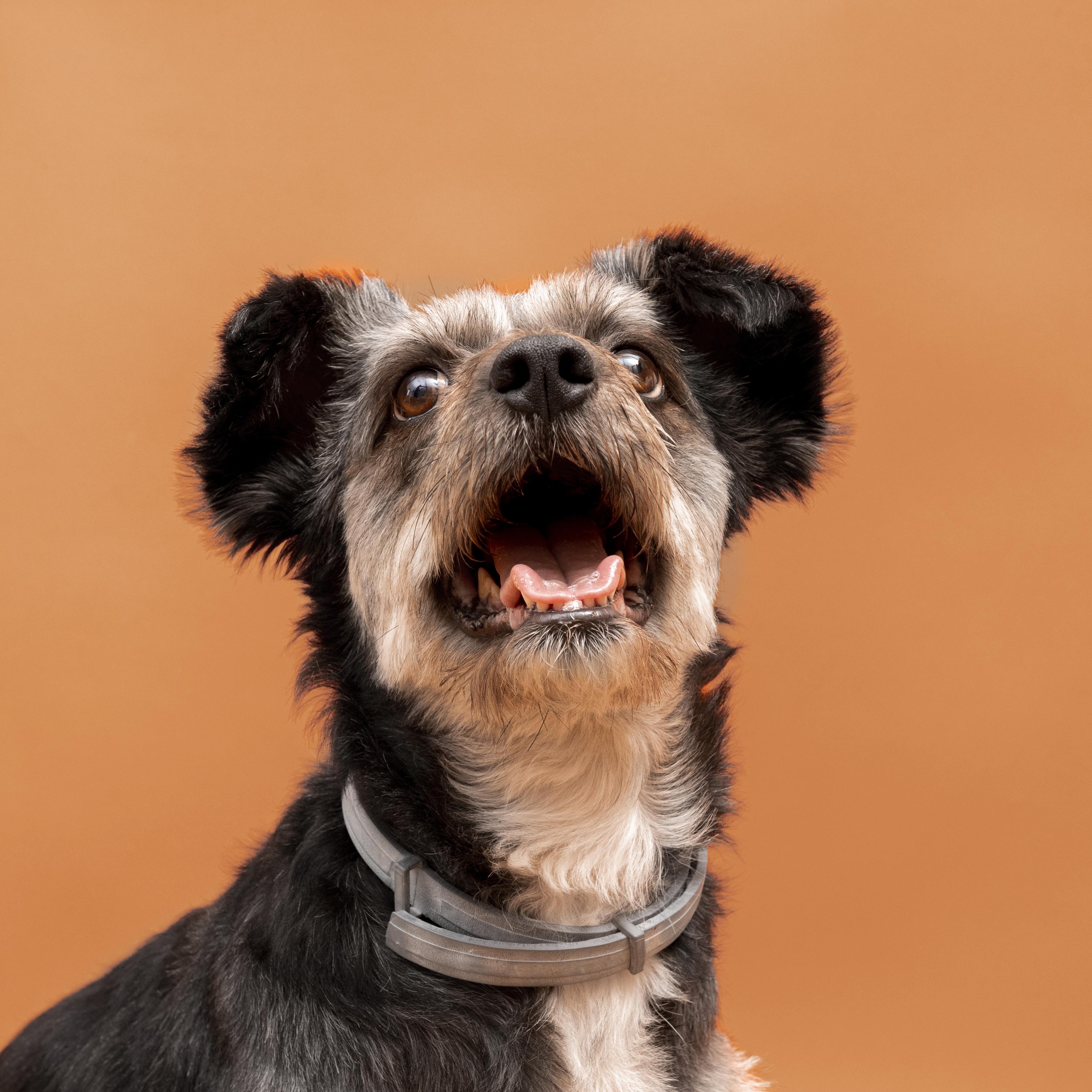 Cachorro após tosa higiênica profissional em pet shop